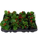 Afbeelding van Begonia P9 Grbl Rood